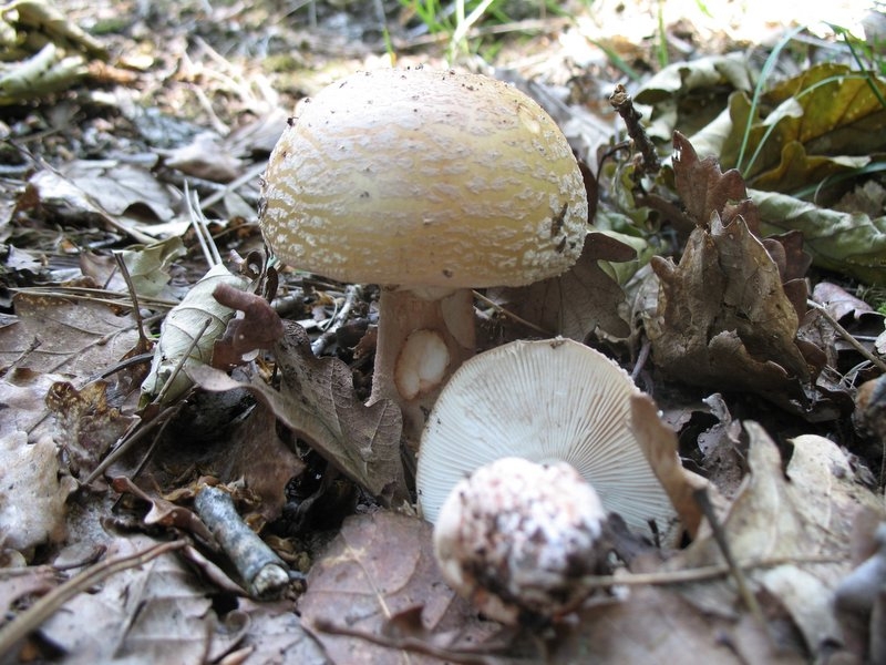 2006 amanita rubescens